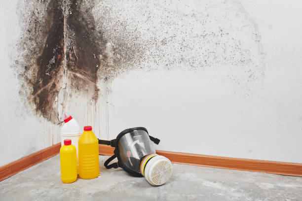 Best Same-Day Mold Removal  in Coupeville, WA