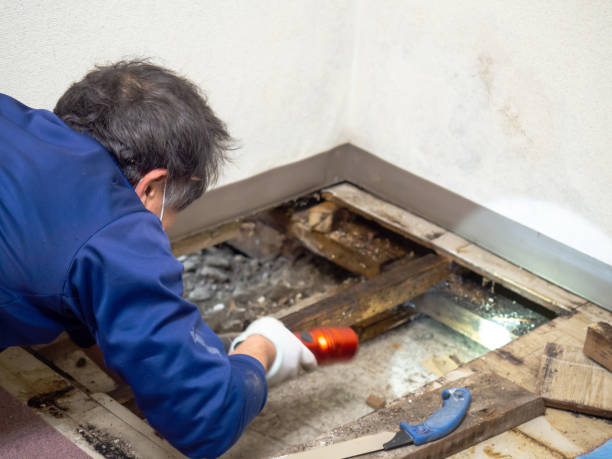 Best Home Mold Removal  in Coupeville, WA