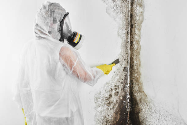 Attic Mold Removal in Coupeville, WA