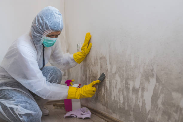 Best Fast Mold Removal  in Coupeville, WA