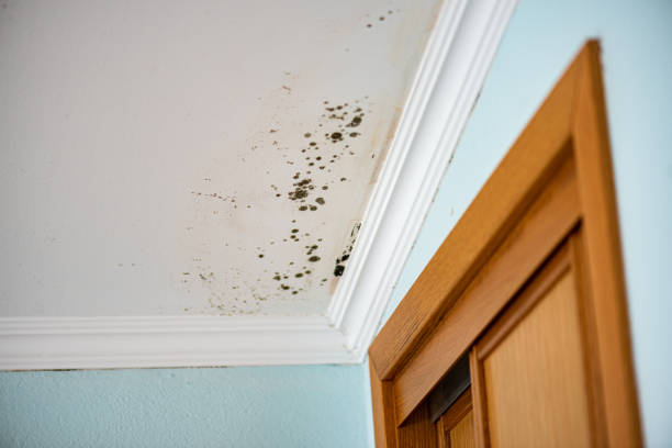 Home Mold Removal in Coupeville, WA