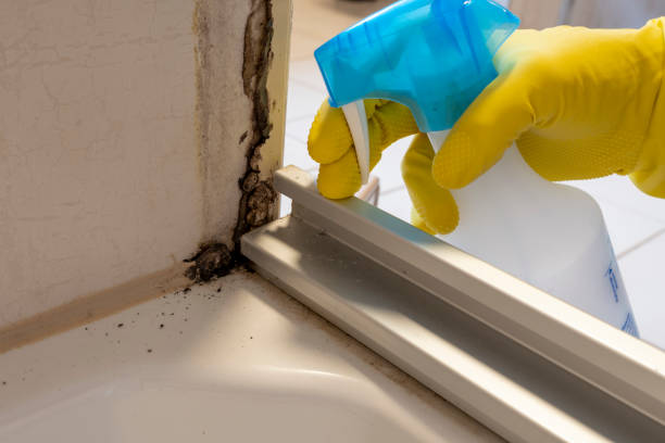 Best Black Mold Removal  in Coupeville, WA