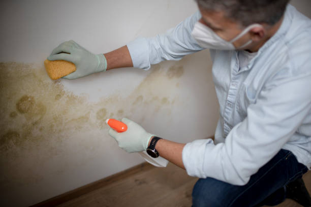 Best Toxic Mold Removal  in Coupeville, WA