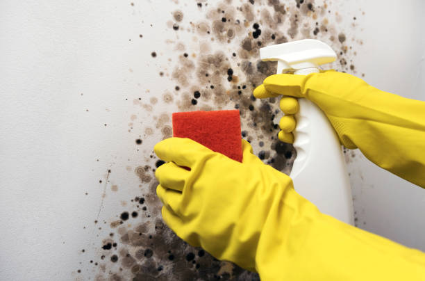 Best Water Damage Restoration  in Coupeville, WA