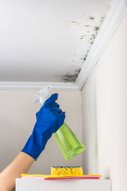 Best Best Mold Removal Companies  in Coupeville, WA