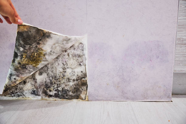 Best Commercial Mold Removal  in Coupeville, WA